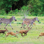 Explore the Philippines’ game reserve and wildlife sanctuary in Calauit Safari Park, a 3,700 hectare island off the coast of Palawan. Spot various species of exotic African and endemic Palawan flora and fauna