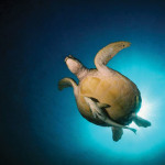 Right off the beach is a sea grass field, an area in which dugongs and turtles like to graze