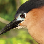 The resort is also home to various wildlife species. Expect to see a monitor lizard walking on the pristine-white sand beach or a night heron bird gazing into the vastness of the horizon right outside your cottage