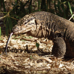 Don’t worry, the creatures presiding on the island are harmless like this monitor lizard