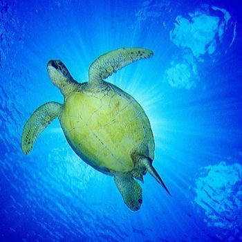 sea turtle and diving at Club Paradise Palawan Coron