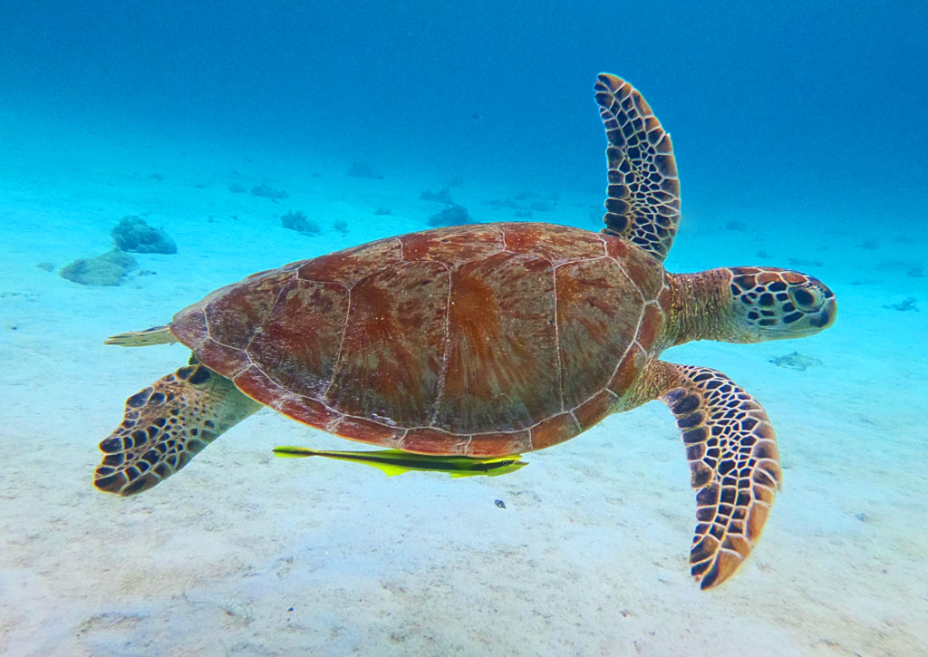 cpd diving sea turtle